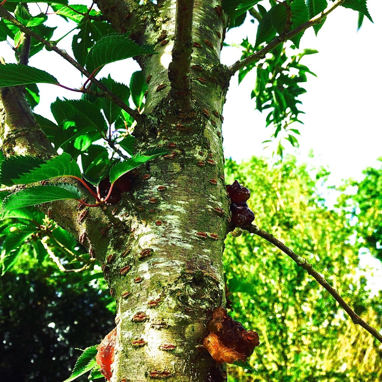 This is one of our own cherry trees that sadly got canker quite badly. It could not be saved & we had to remove it & burn it. Keep a look out & act fast if you see it.