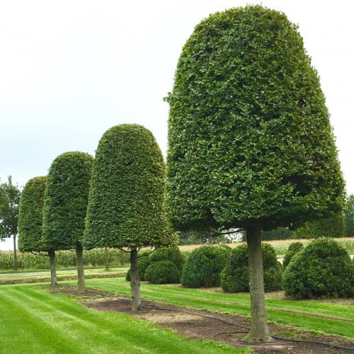 Formally clipped hornbeam topiary - Jo Alderson Phillips